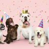 Group of puppies celebrating 10th Anniversary at AAA Per Resort