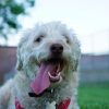 happy dog at pet boarding gold coast