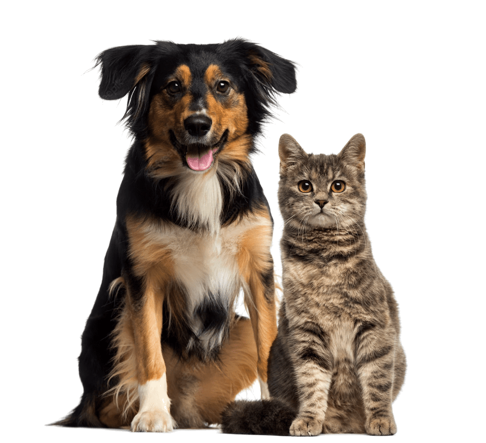 Pet Resort and Pet Boarding for cats and dogs