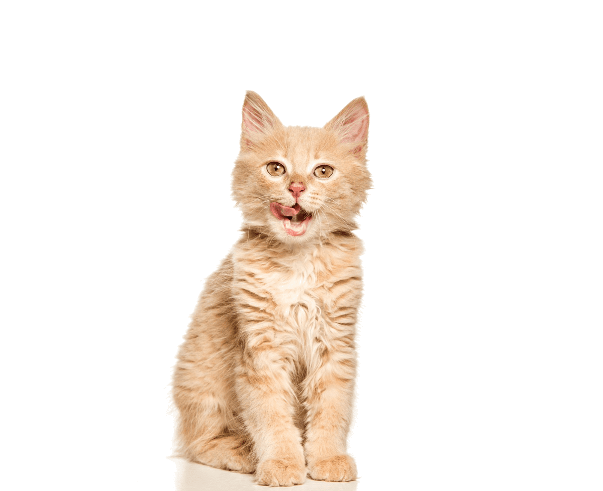 cute ginger cat isolated