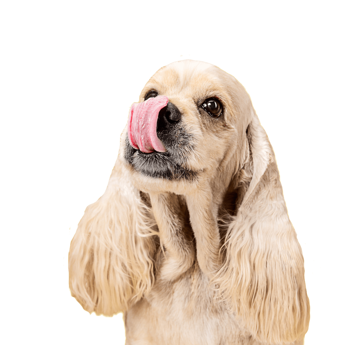 Spaniel Dog licking its nose during dog boarding gold coast