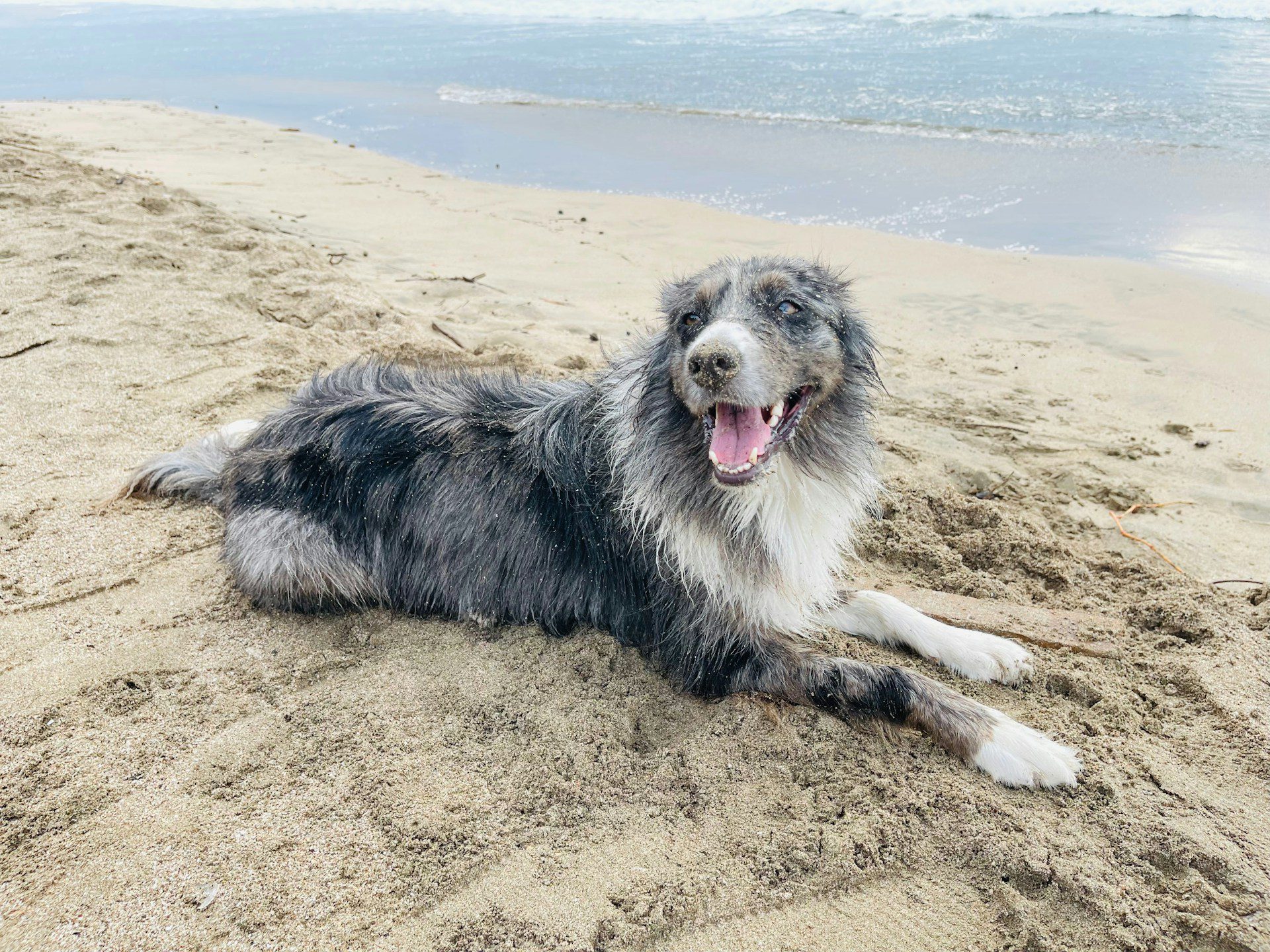 Our Top 3 dog beaches on the Gold Coast