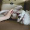 How to create a luxury pet resort experience at home: dog massage