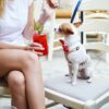dog-friendly cafes on the Gold Coast